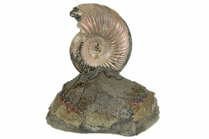 Iridescent, Pyritized Ammonite (Quenstedticeras) Fossil Display #193114